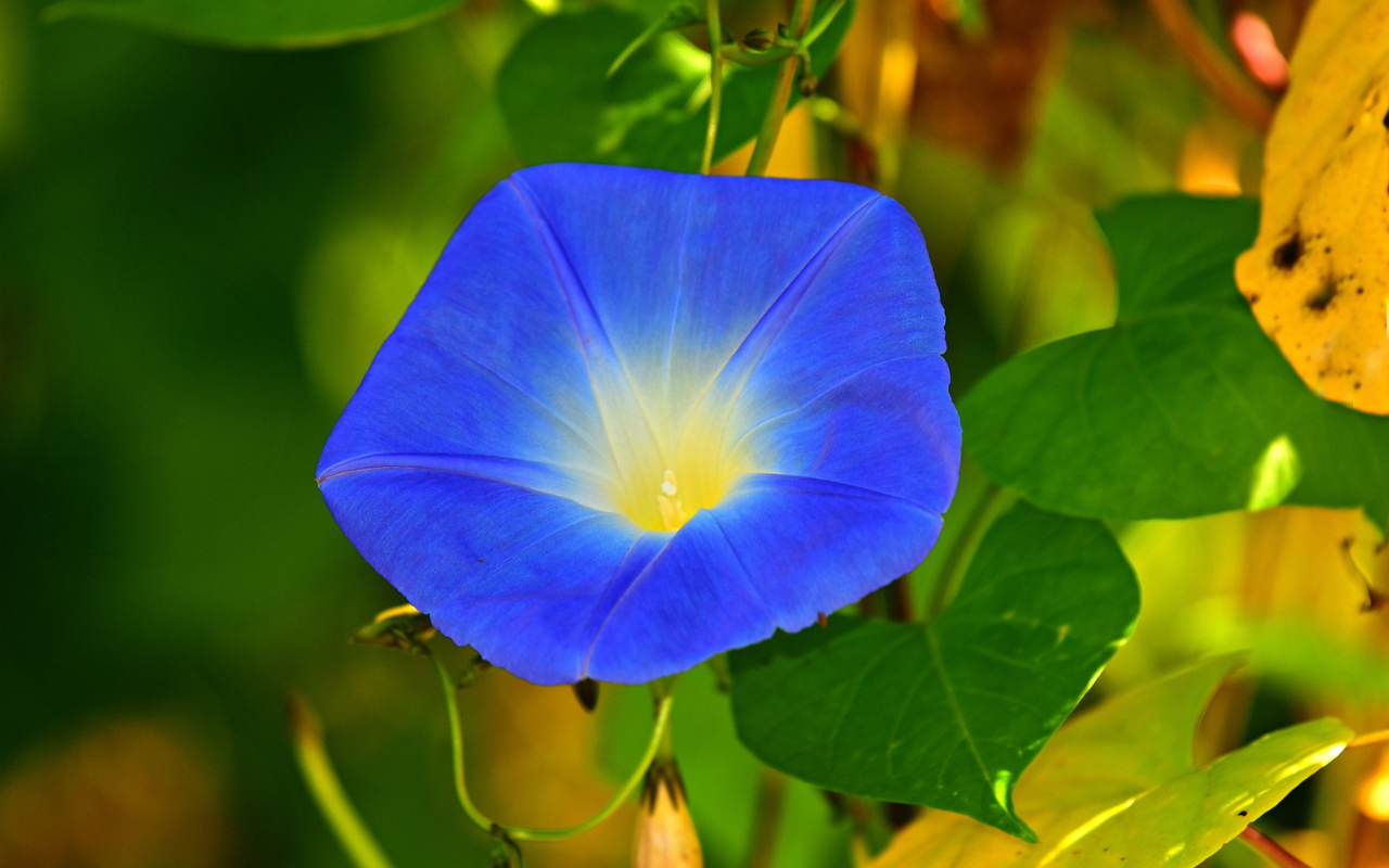 Dinamika Karangan Bunga Medan: Dari Tradisional hingga Modern