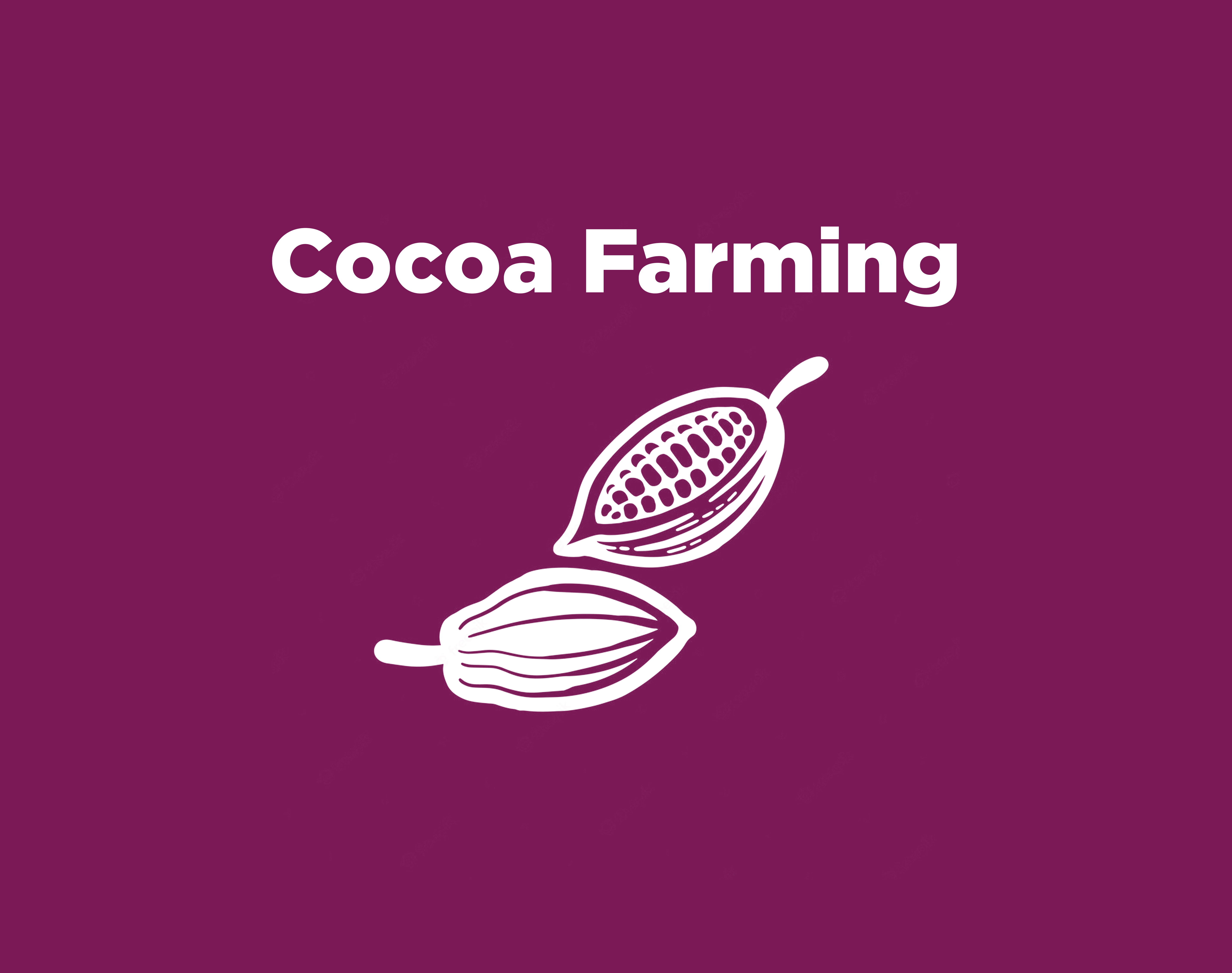 Cocoa Farming Training